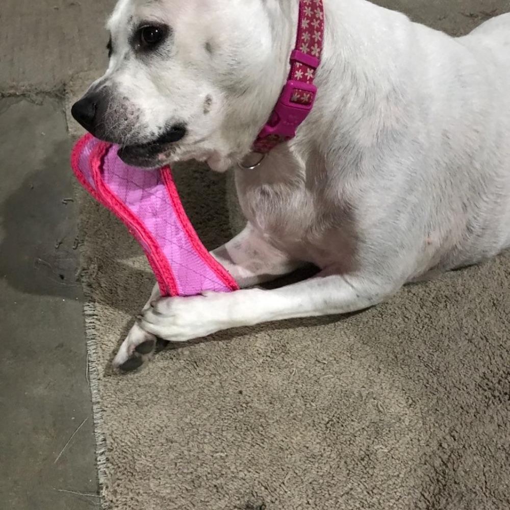 Bella - Picture 3 of 6
